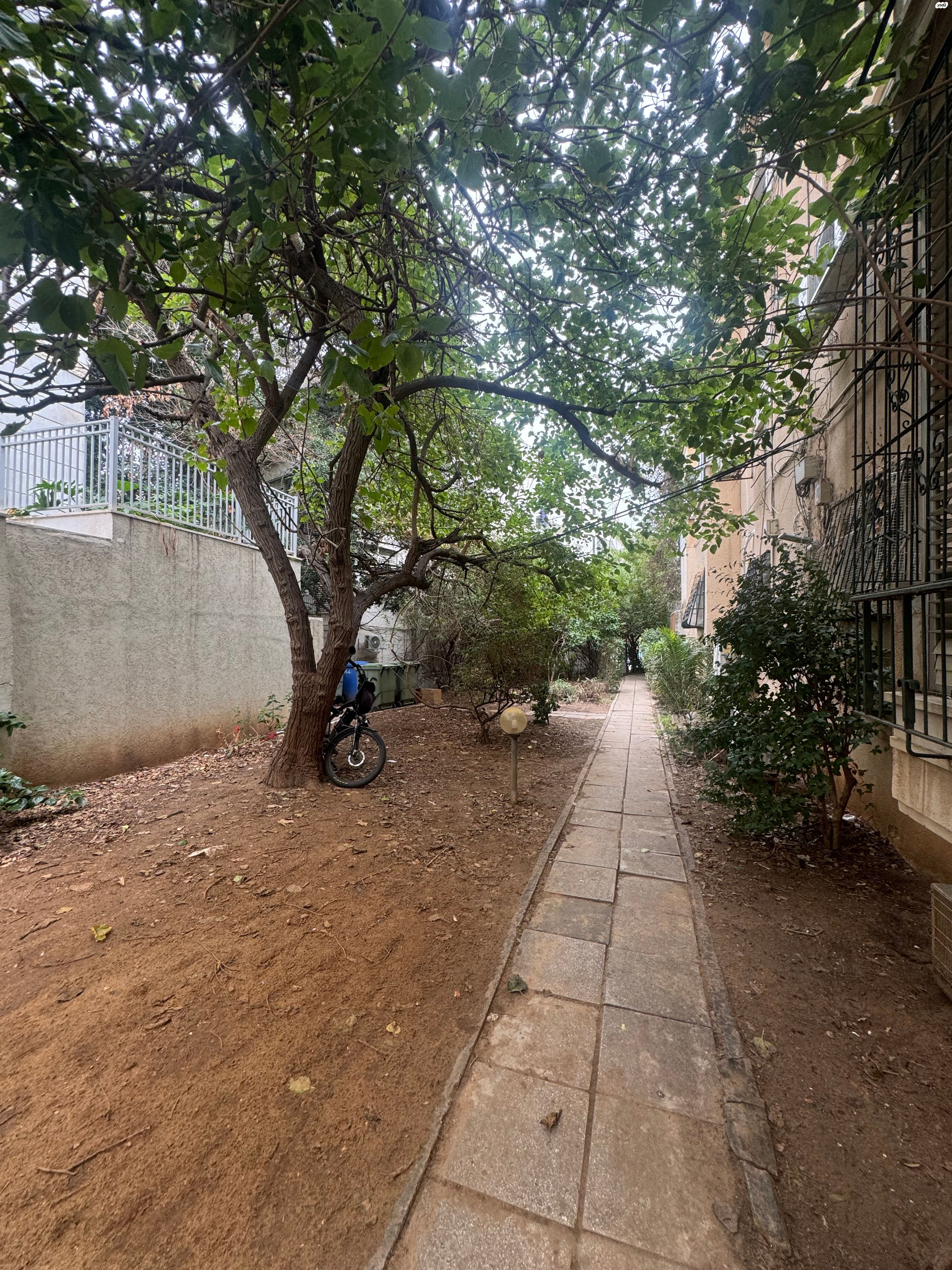 שיינקין 