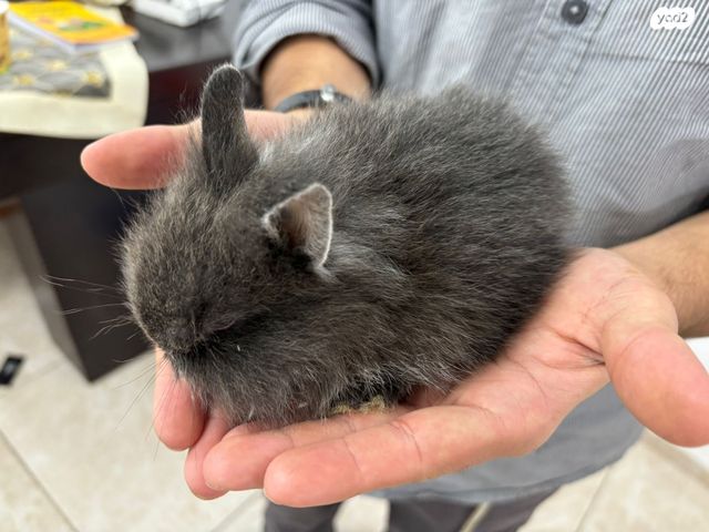 תמונת מודעה - חיות מחמד