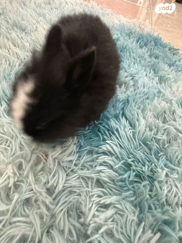 מכרסם ארנב ראש אריה