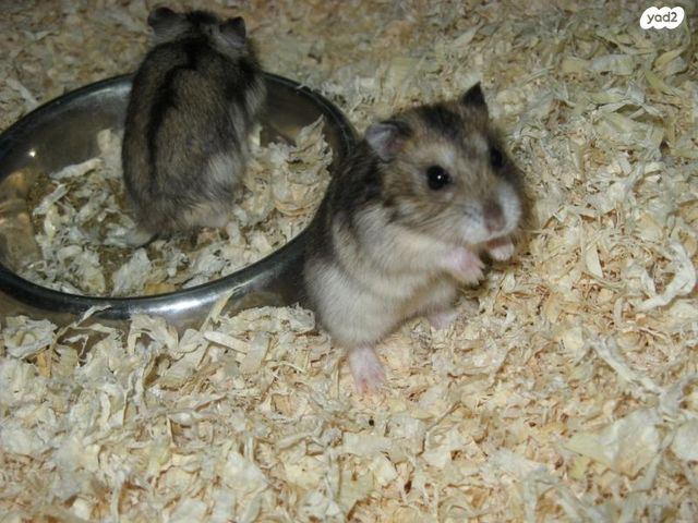 תמונת מודעה - חיות מחמד