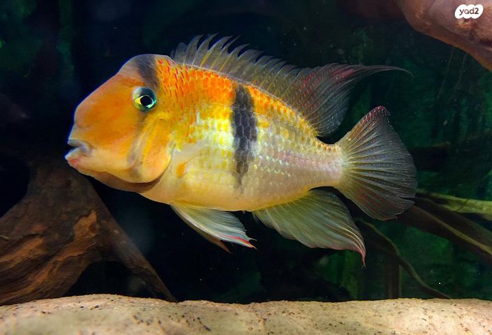 תמונת מודעה - חיות מחמד