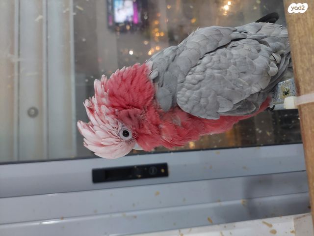 תמונת מודעה - חיות מחמד