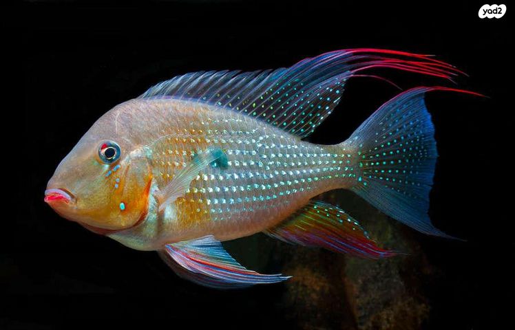 תמונת מודעה - חיות מחמד