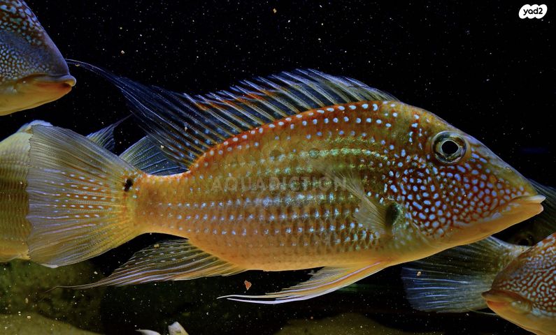 תמונת מודעה - חיות מחמד