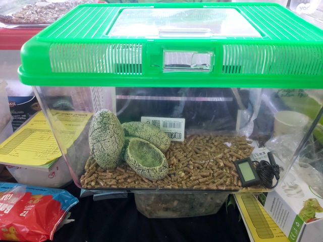 תמונת מודעה - חיות מחמד