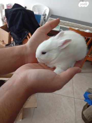 תמונת מודעה - חיות מחמד