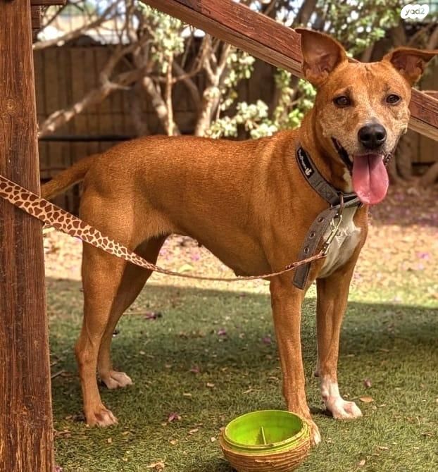 תמונת מודעה - חיות מחמד