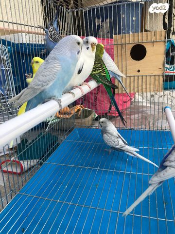 תמונת מודעה - חיות מחמד