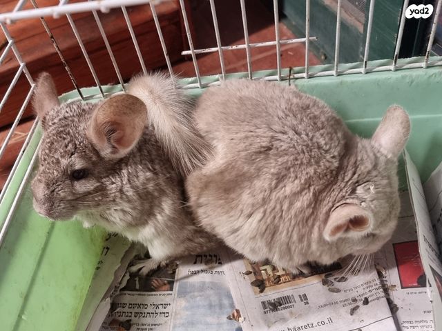 מכרסם צ'ינצ'ילה