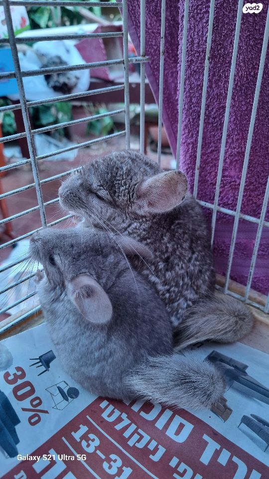 מכרסם צ'ינצ'ילה