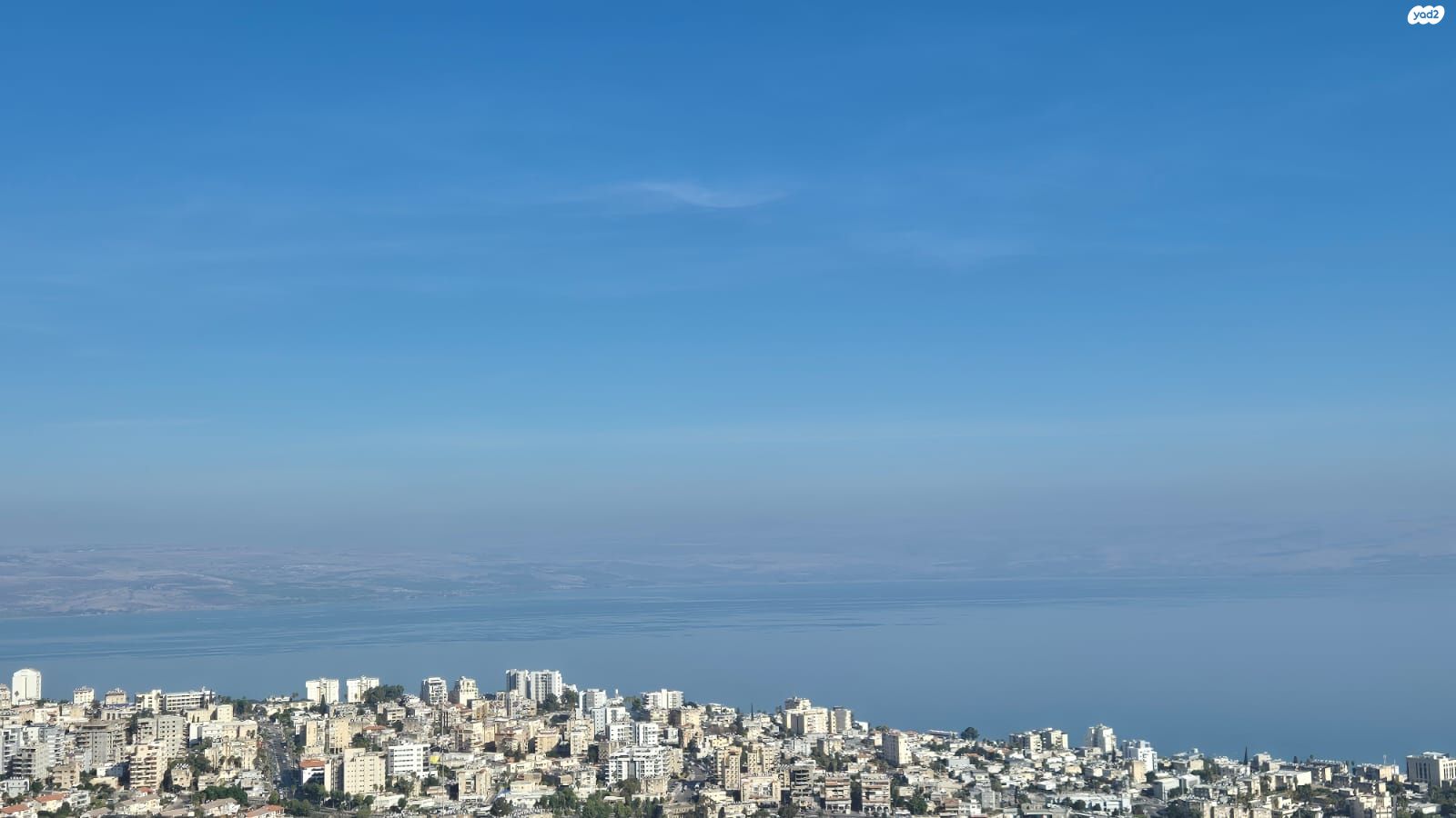 הנרקיס 