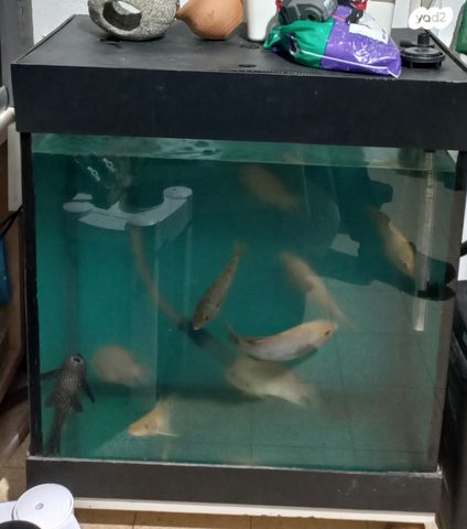 תמונת מודעה - חיות מחמד