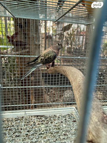 תמונת מודעה - חיות מחמד