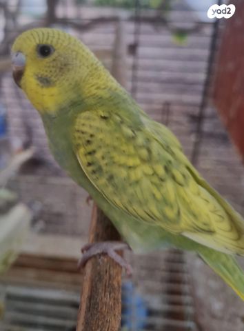 תמונת מודעה - חיות מחמד