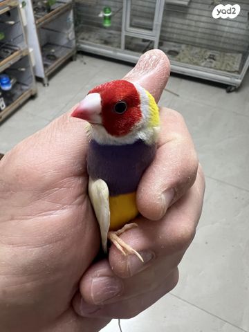 תמונת מודעה - חיות מחמד