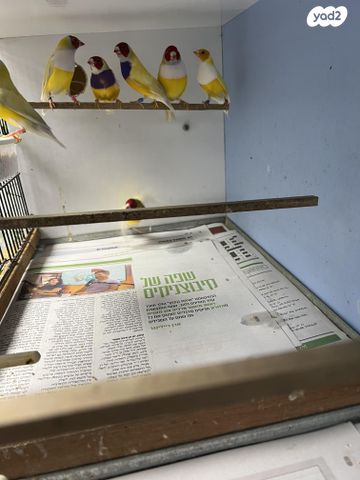 תוכי פינקים