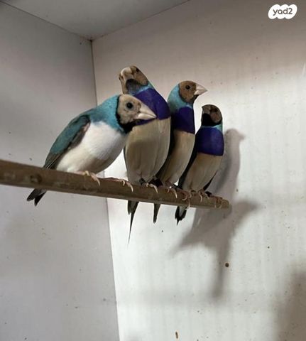 תוכי פינקים