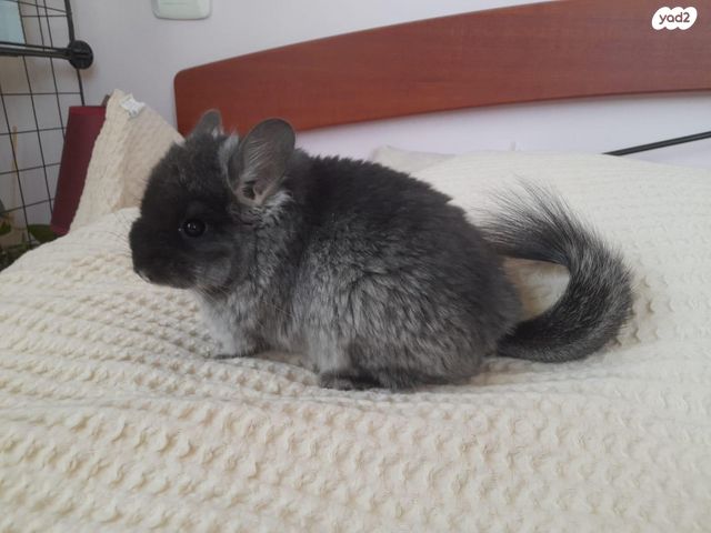 תמונת מודעה - חיות מחמד