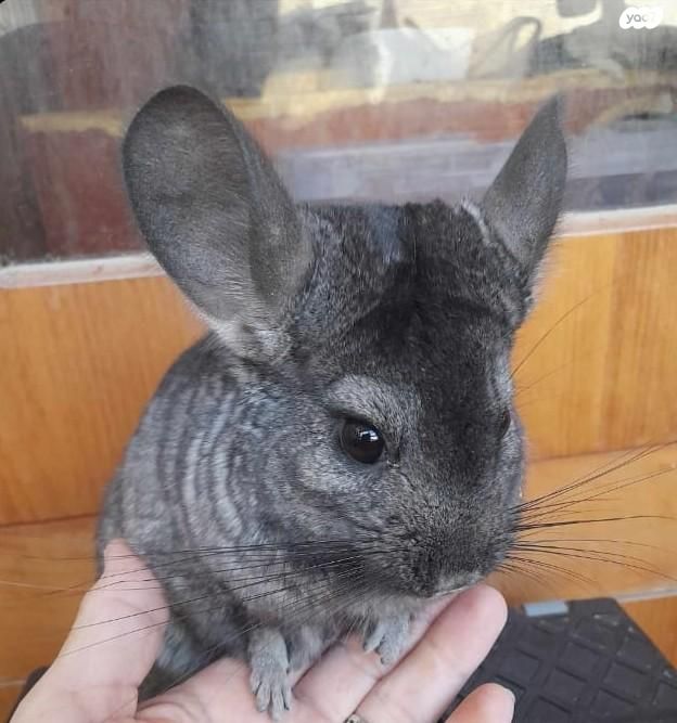 מכרסם צ'ינצ'ילה