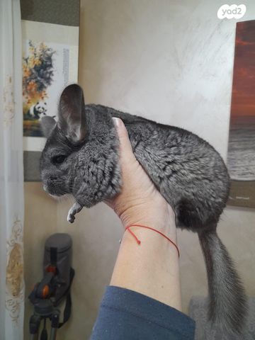 מכרסם צ'ינצ'ילה