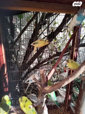 תמונת מודעה - חיות מחמד