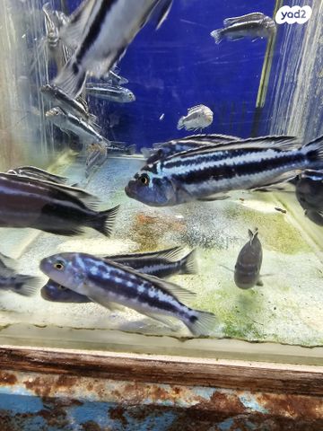 דג ציקלידים