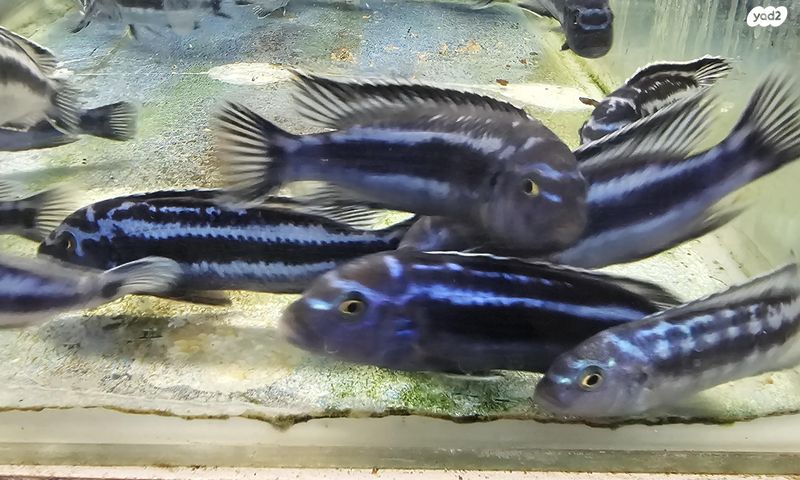 דג ציקלידים