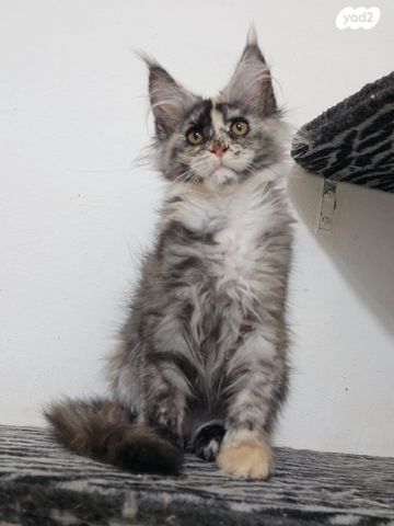 חתול מיין קון