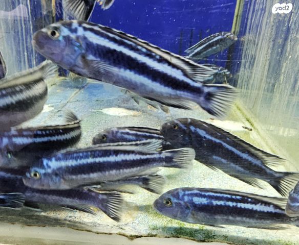 דג ציקלידים