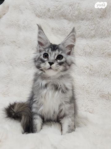 חתול מיין קון