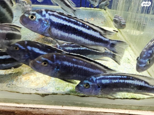 דג ציקלידים