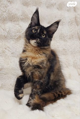 חתול מיין קון