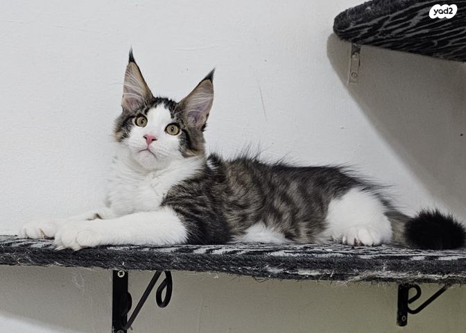 חתול מיין קון