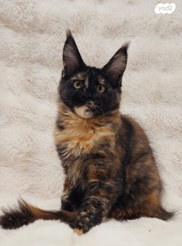 חתול מיין קון