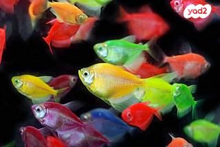 תמונת מודעה - חיות מחמד