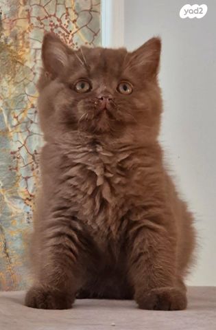 תמונת מודעה - חיות מחמד