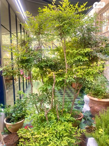 דירת גן, עג'מי, גבעת העליה, תל אביב יפו