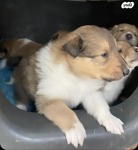 תמונת מודעה - חיות מחמד