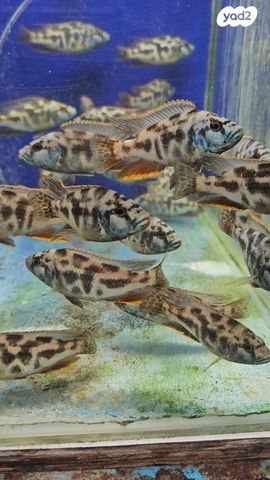 תמונת מודעה - חיות מחמד