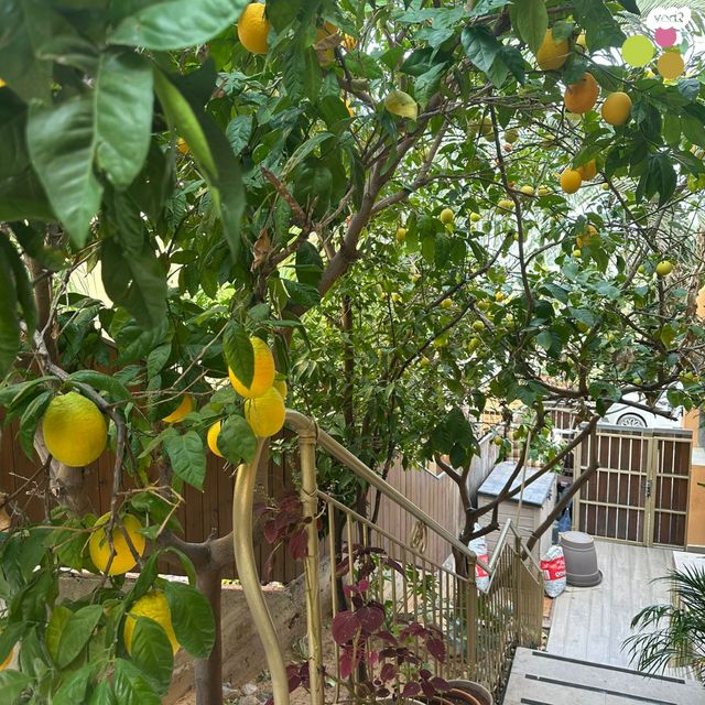 דו משפחתי, מול היקב, זכרון יעקב