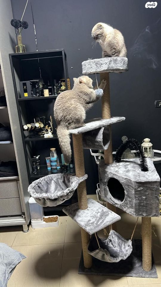 אביזרים | משחקים וצעצועים