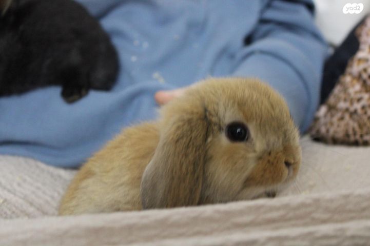 תמונת מודעה - חיות מחמד