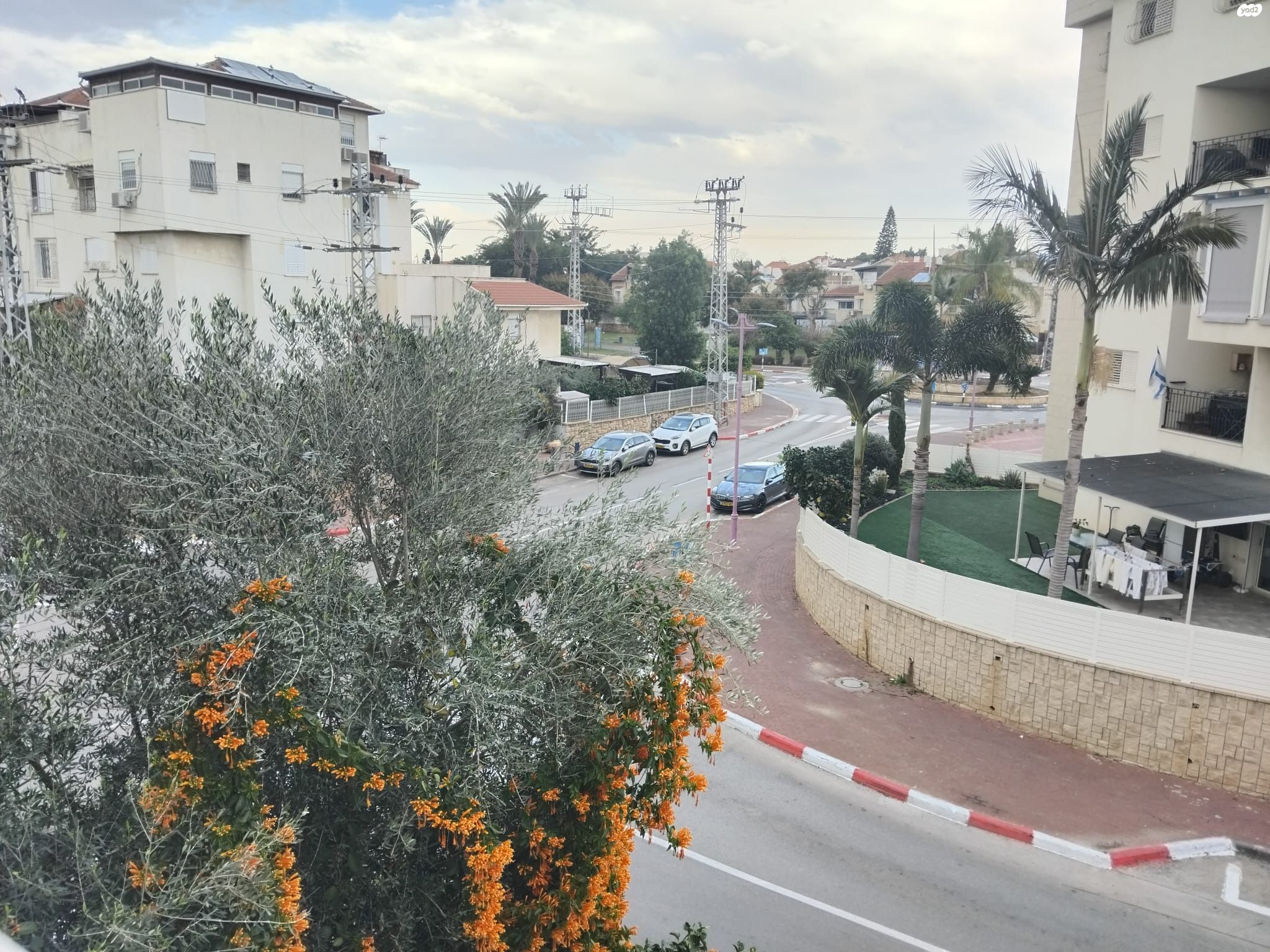 החבצלת 