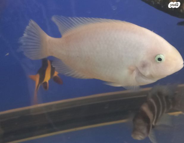 תמונת מודעה - חיות מחמד