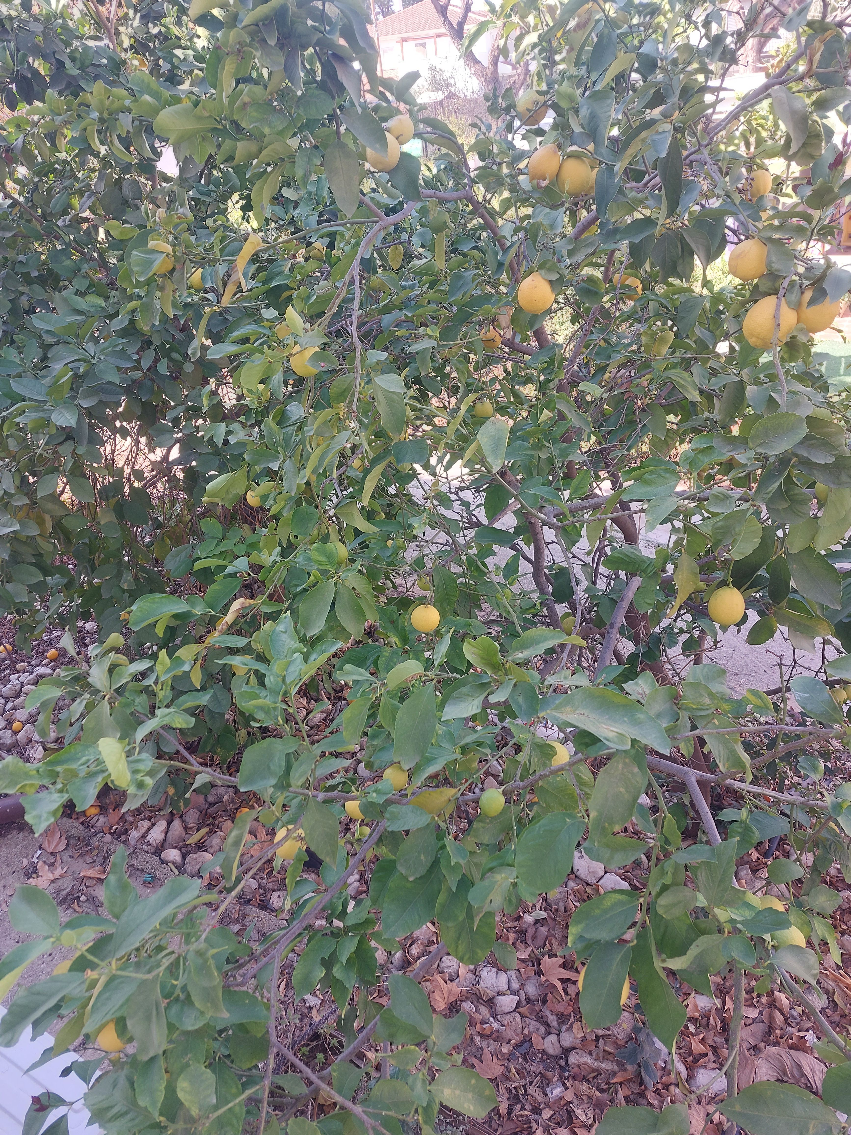 מחסנים