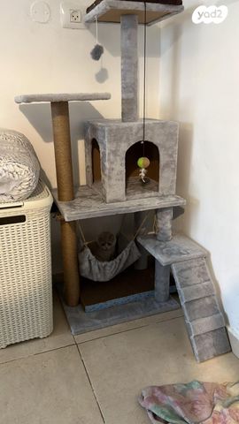 תמונת מודעה - חיות מחמד