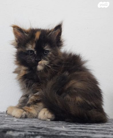 חתול מיין קון