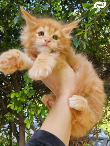 חתול מיין קון