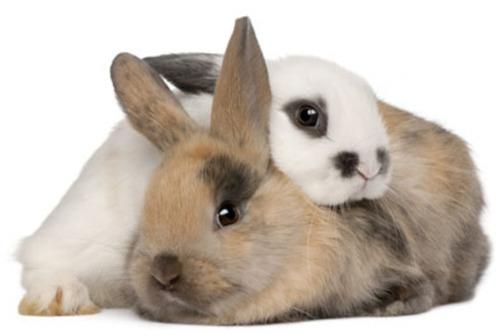 מכרסם ארנב \ שפן