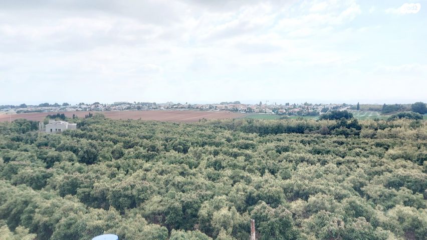 גג/ פנטהאוז, פרדסיה